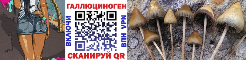 Псилоцибиновые грибы Psilocybe  Купить где  Шилка 
